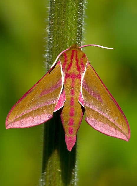 elephant hawk moth