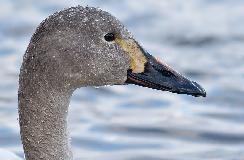 juvenile Bewick's swan