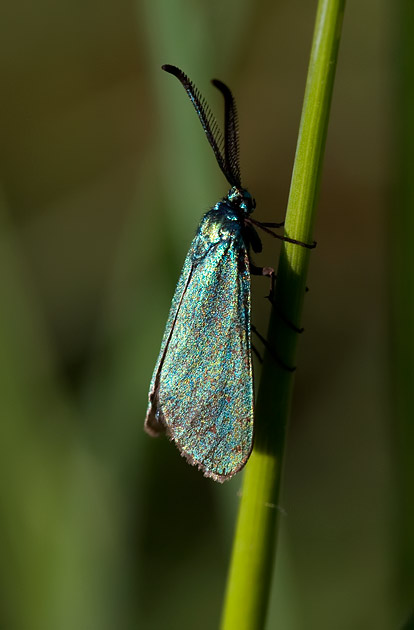 forester moth