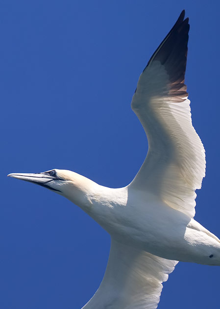 gannet