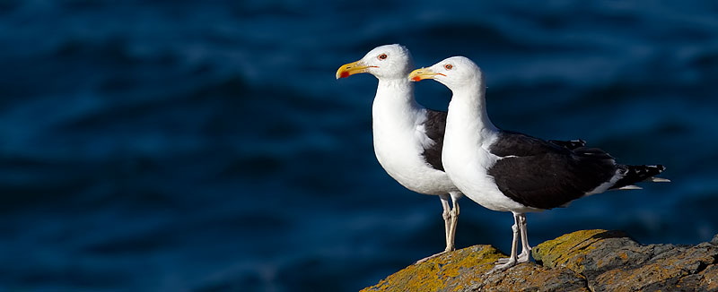 great black-backed gulls