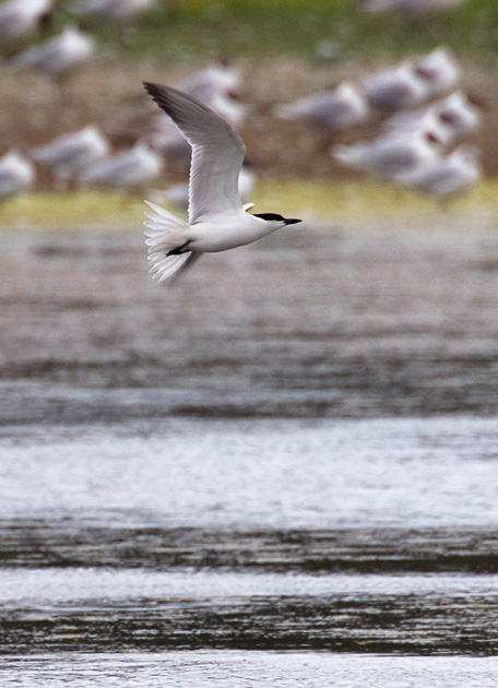 gull-billed tern