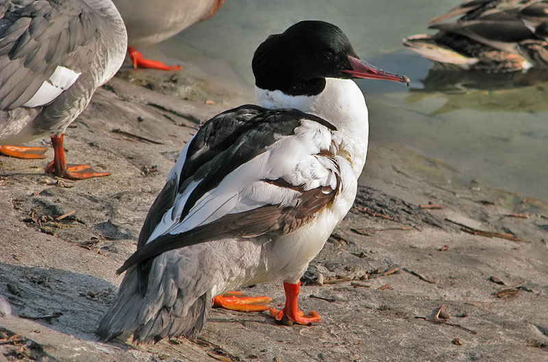 goosander