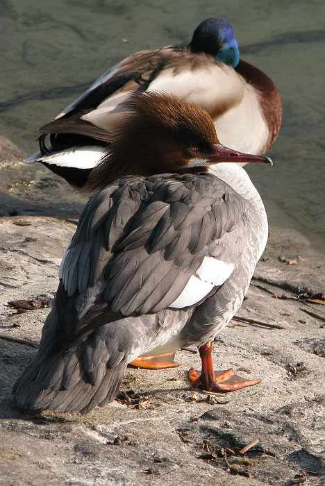 goosander