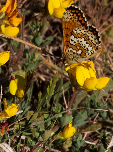 Glanville fritillary