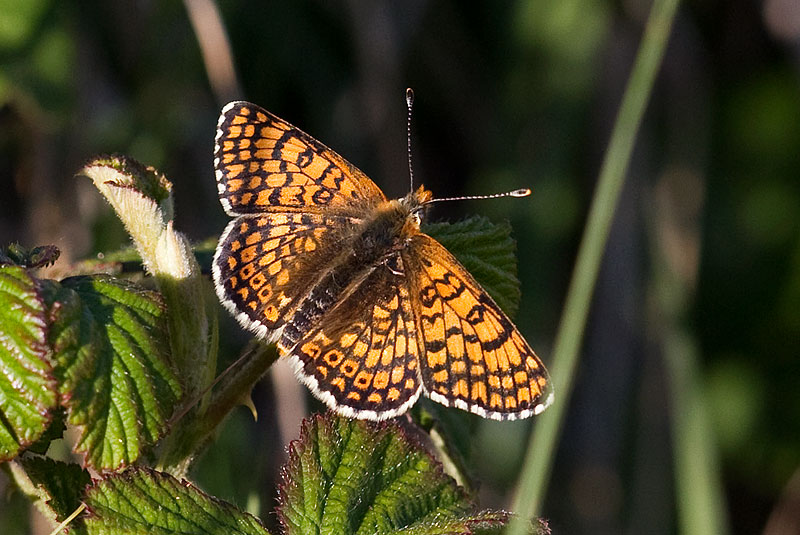 Glanville fritillary