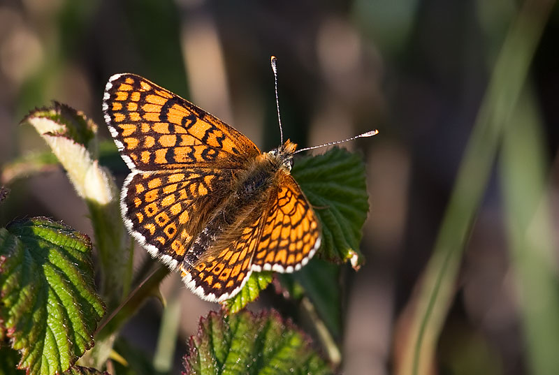 Glanville fritillary