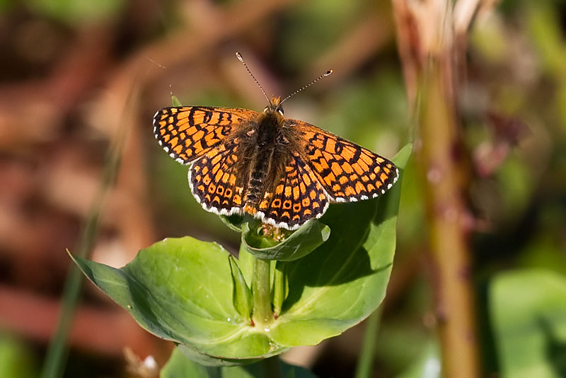 Glanville fritillary