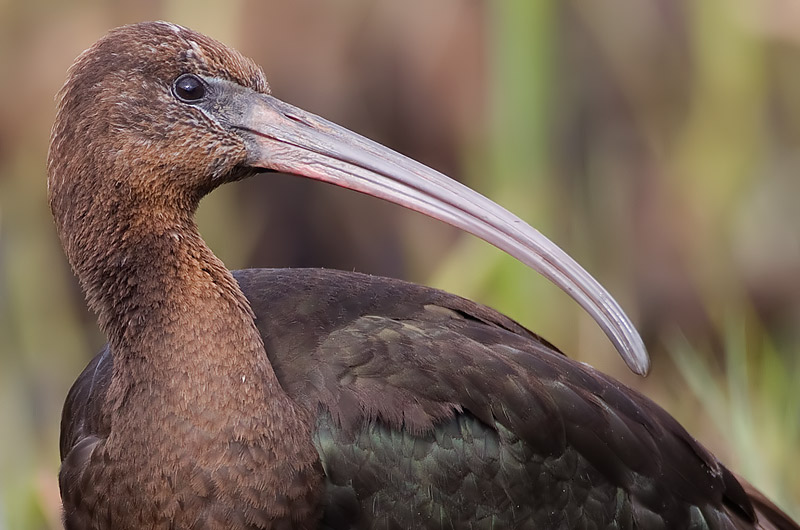 glossy ibis