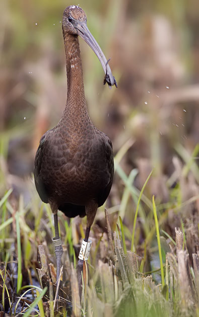 glossy ibis