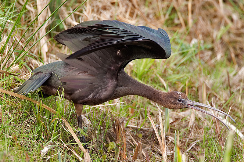 glossy ibis