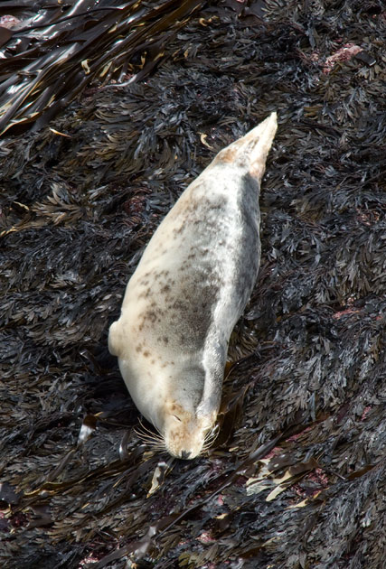 grey seal