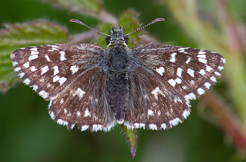 grizzled skipper
