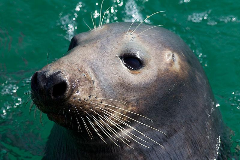 grey seal