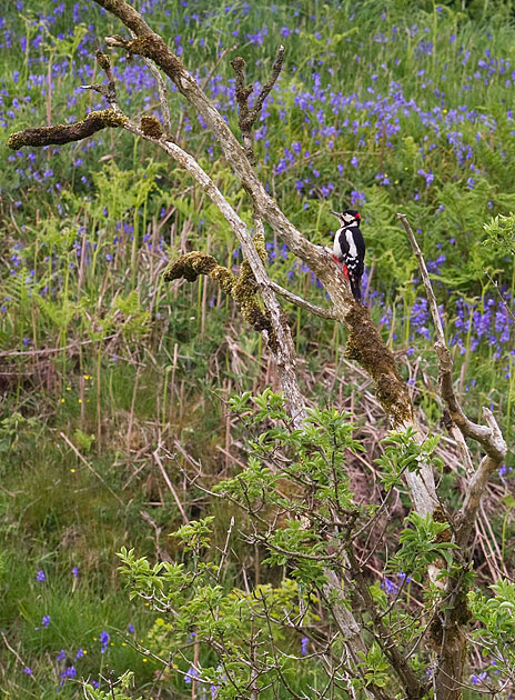 great spotted woodpecker