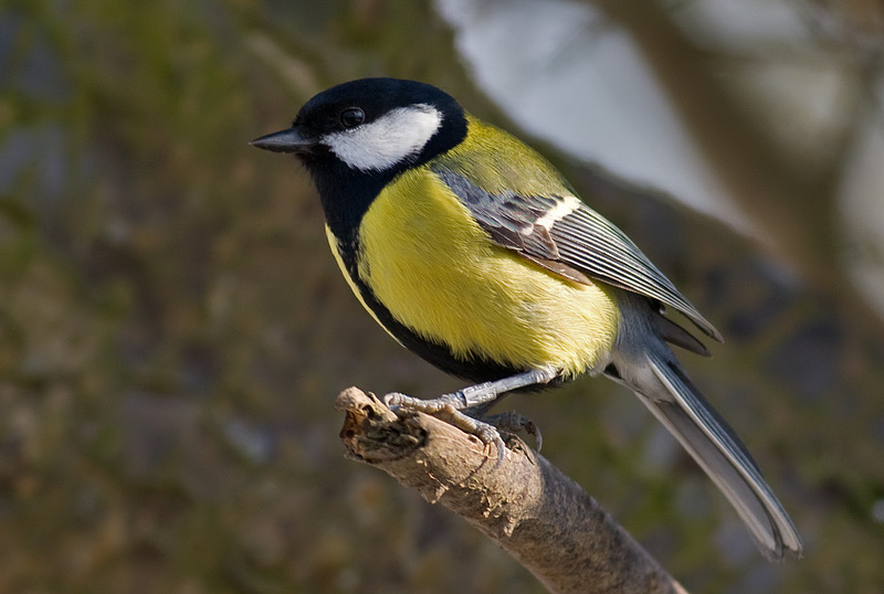 great tit