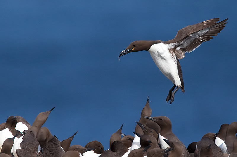 guillemot
