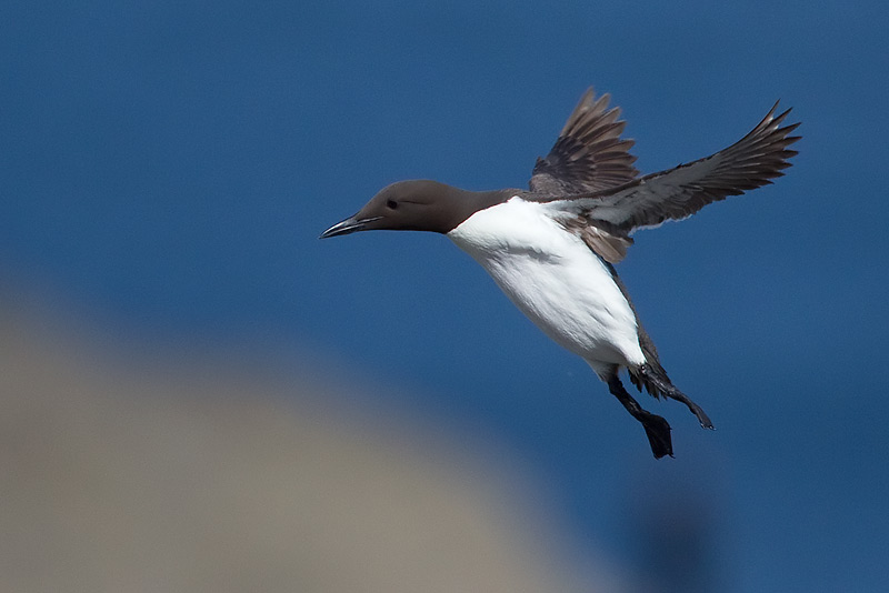 guillemot
