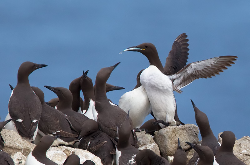 guillemot