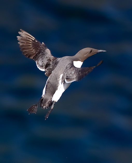 guillemot