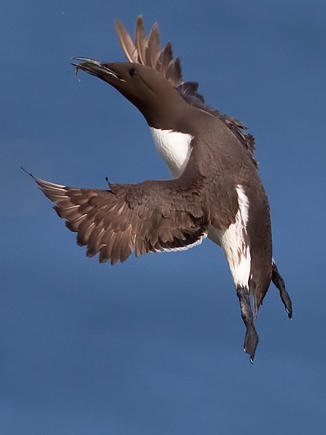 guillemot