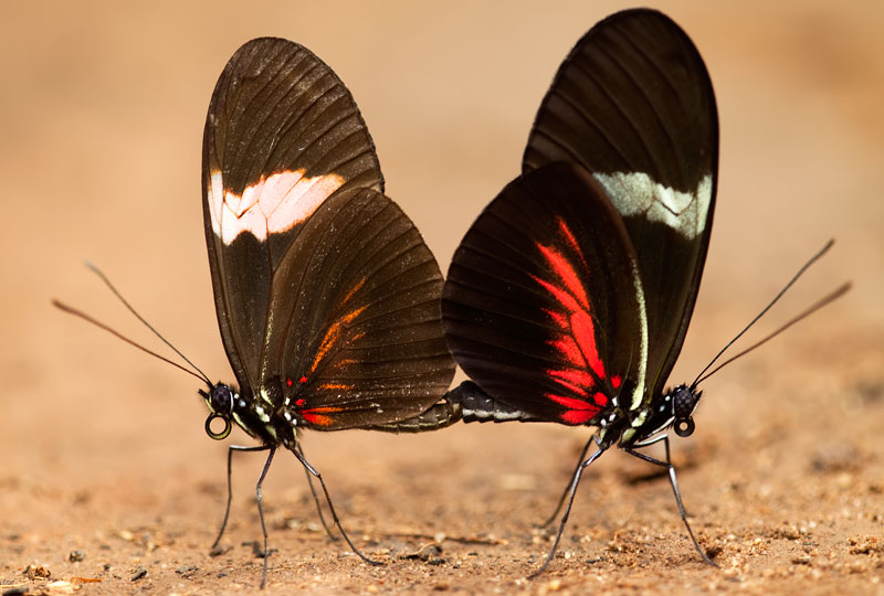 Heliconius butterfly