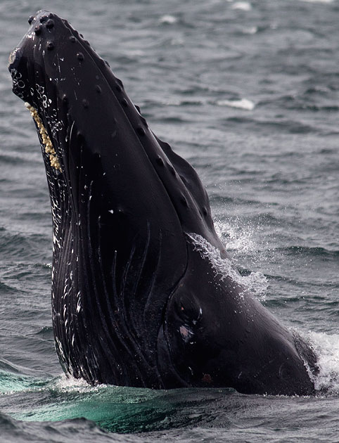 humpback whale