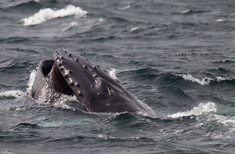 humpback whale