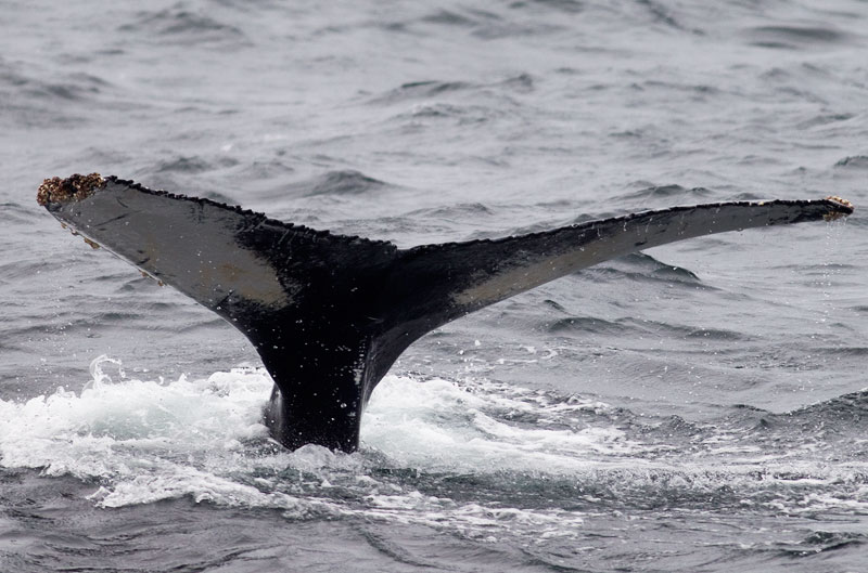 humpback whale