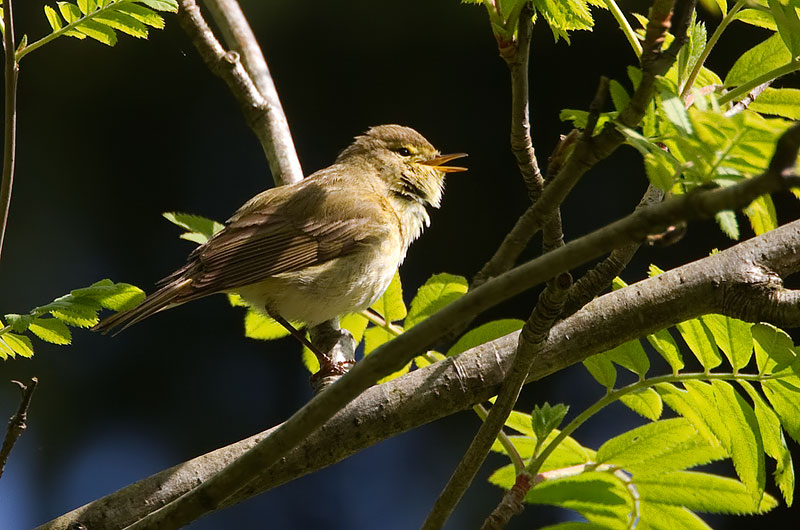 Iberian chiffchaff