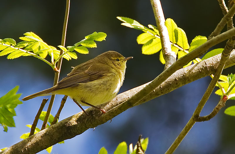 Iberian chiffchaff