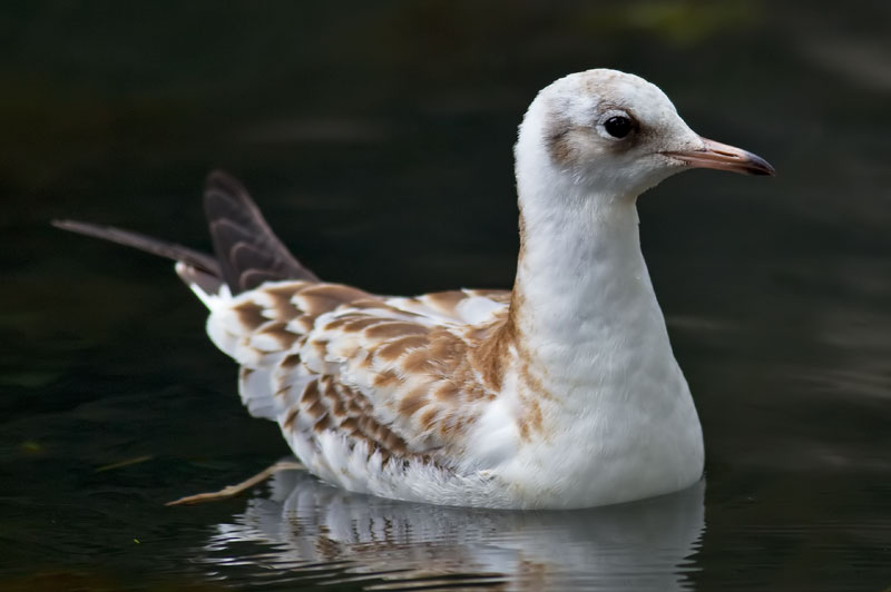 black-headed gull
