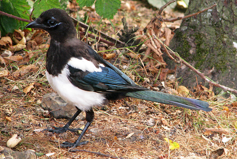 magpie