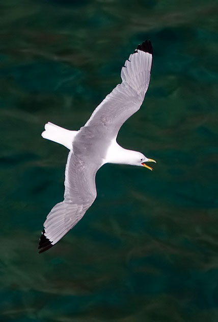kittiwake