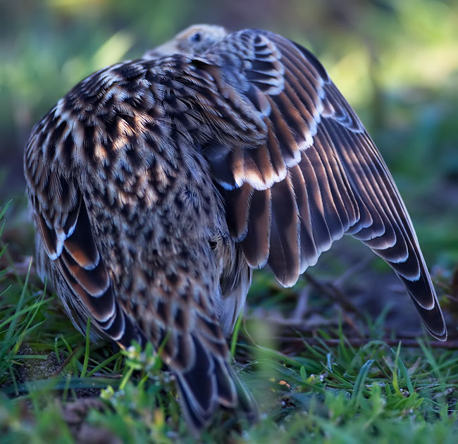 Lapland bunting