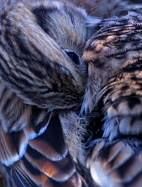 Lapland bunting