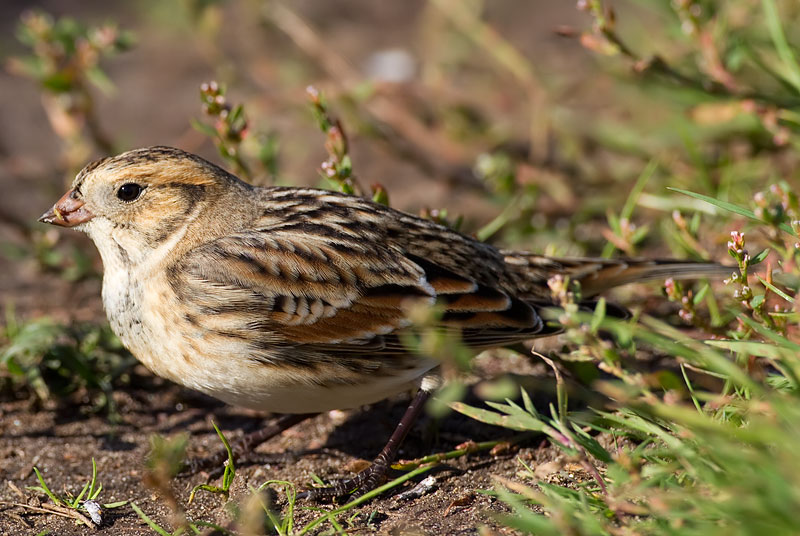 Lapland bunting