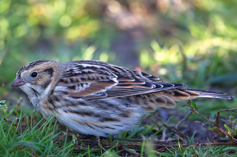 Lapland bunting