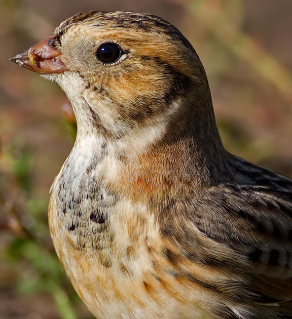 Lapland bunting