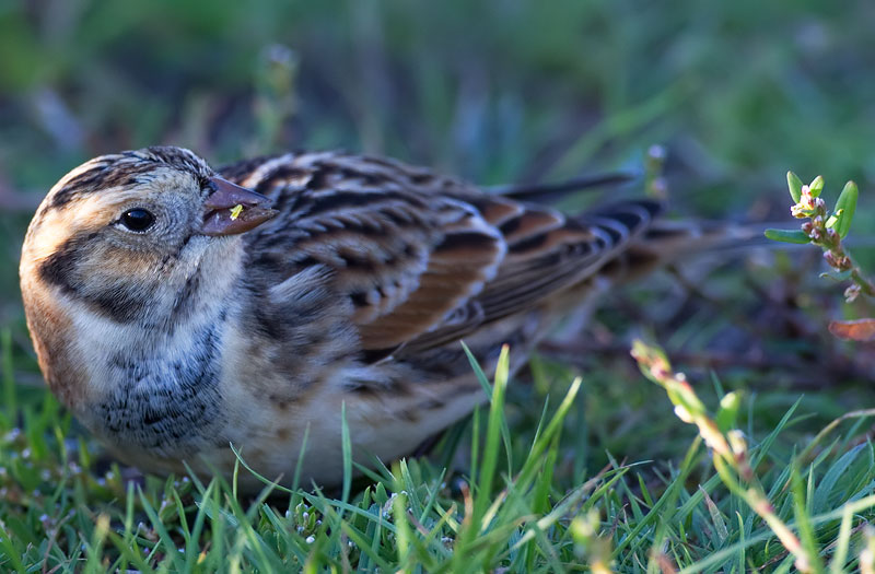 Lapland bunting