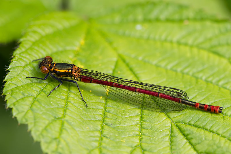large red damselfly