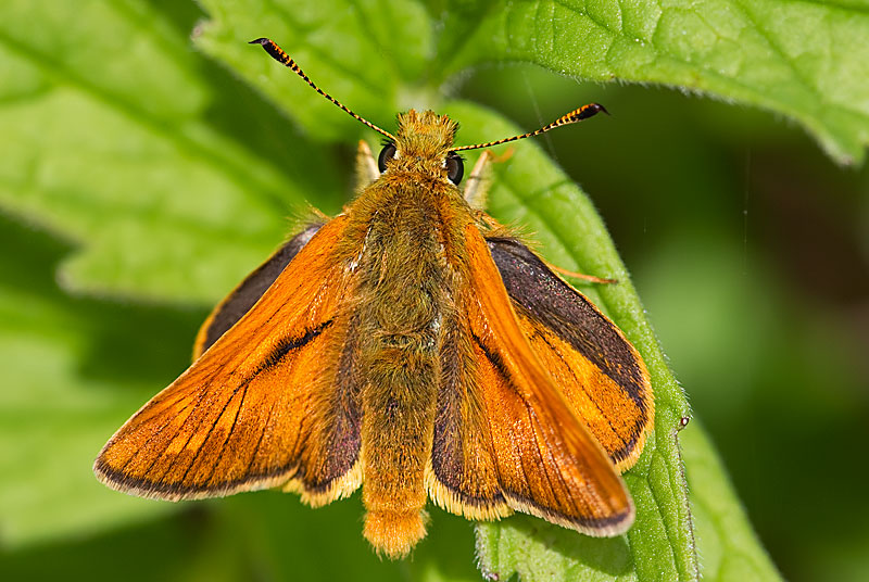 large skipper