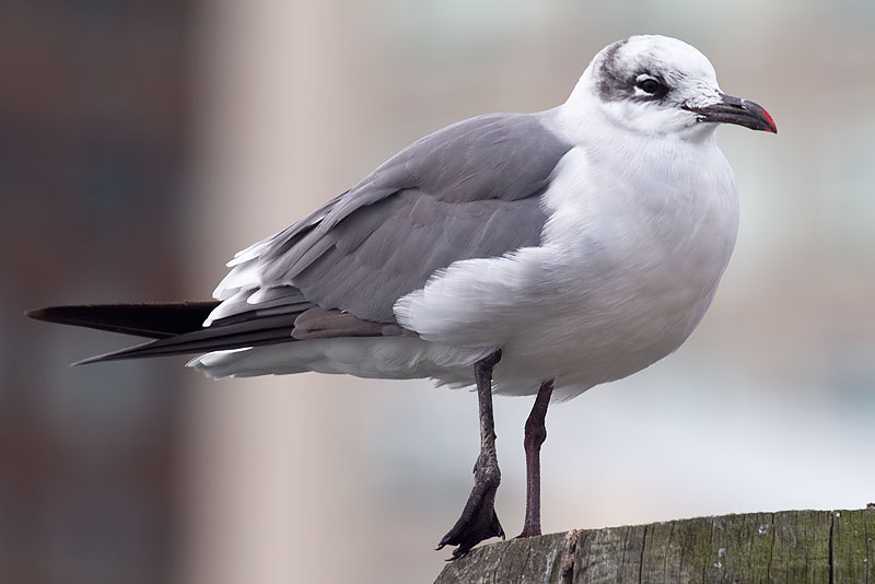 laughing gull