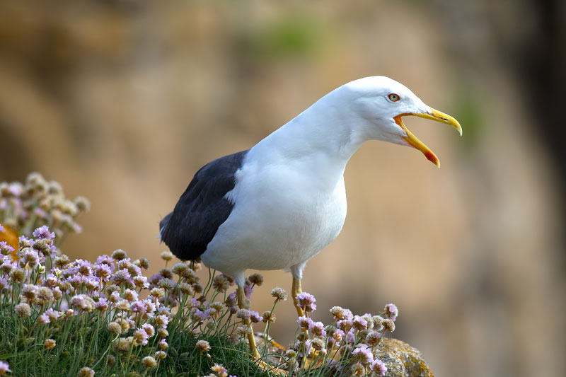 lesser black-backed gull