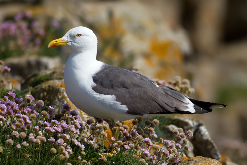lesser black-backed gull