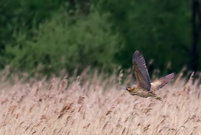 bittern