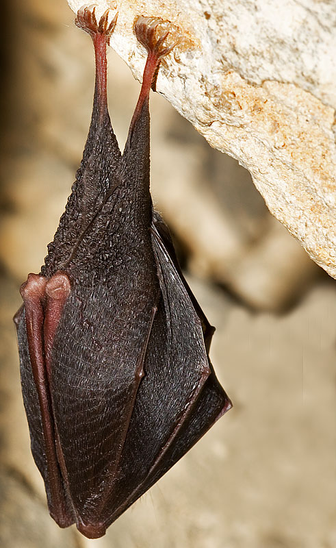 lesser horseshoe bat