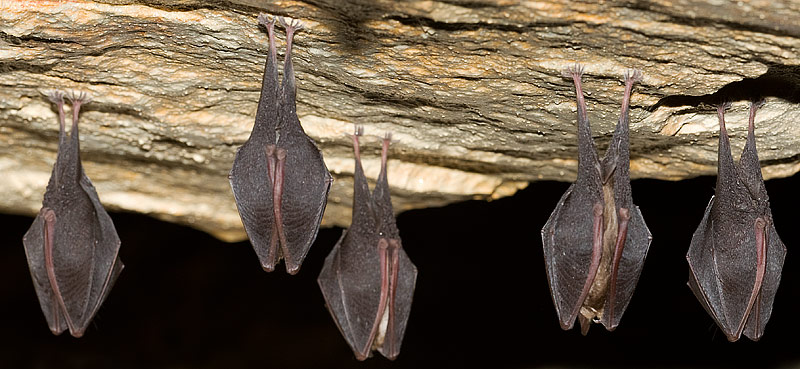 lesser horseshoe bat