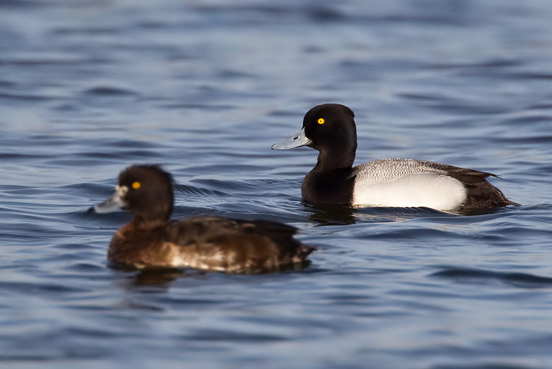 lesser scaup
