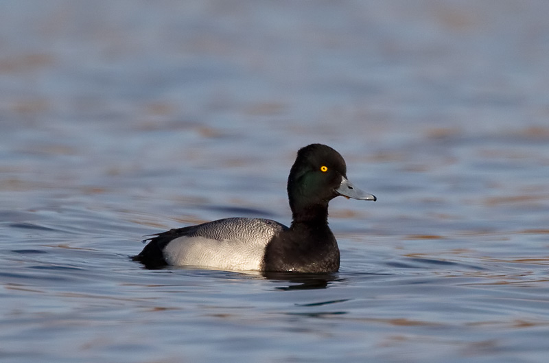 lesser scaup